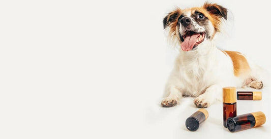 happy dog next to pyurvana essential oil bottles